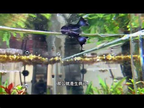 死掉的魚怎麼處理|魚缸里的魚死了，如何處理魚缸？